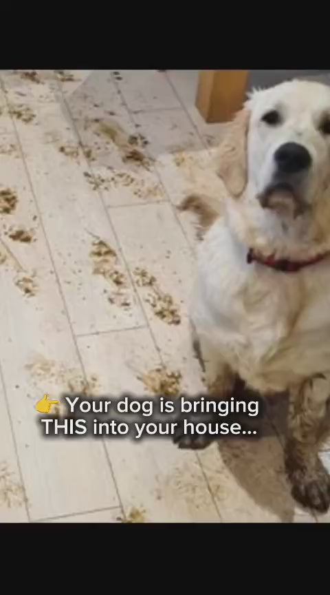 Dog Paw Cleaner – Stop Muddy Paws Instantly