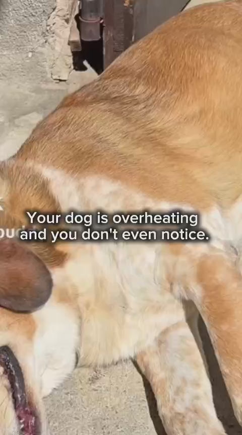 Dog Cooling Mat – Keep Your Dog Cool All Summer